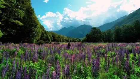 New-Zealand-Milford-Sound-Landscape-Drone-Shot-of-Girl-in-Lupin-Field