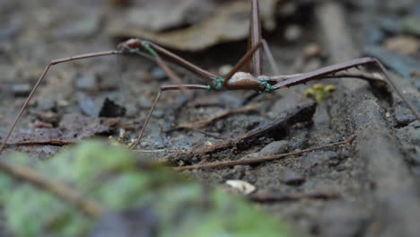 macro close up of stick insect phasmatodea walking over leaves on forest floor