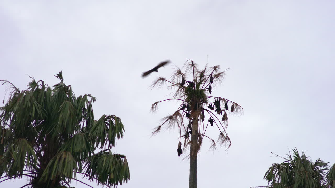 Fixed shot of fruit bats roosting in a palm tree, some moving along branches, with birds flying and wind in the trees under a grey sky.