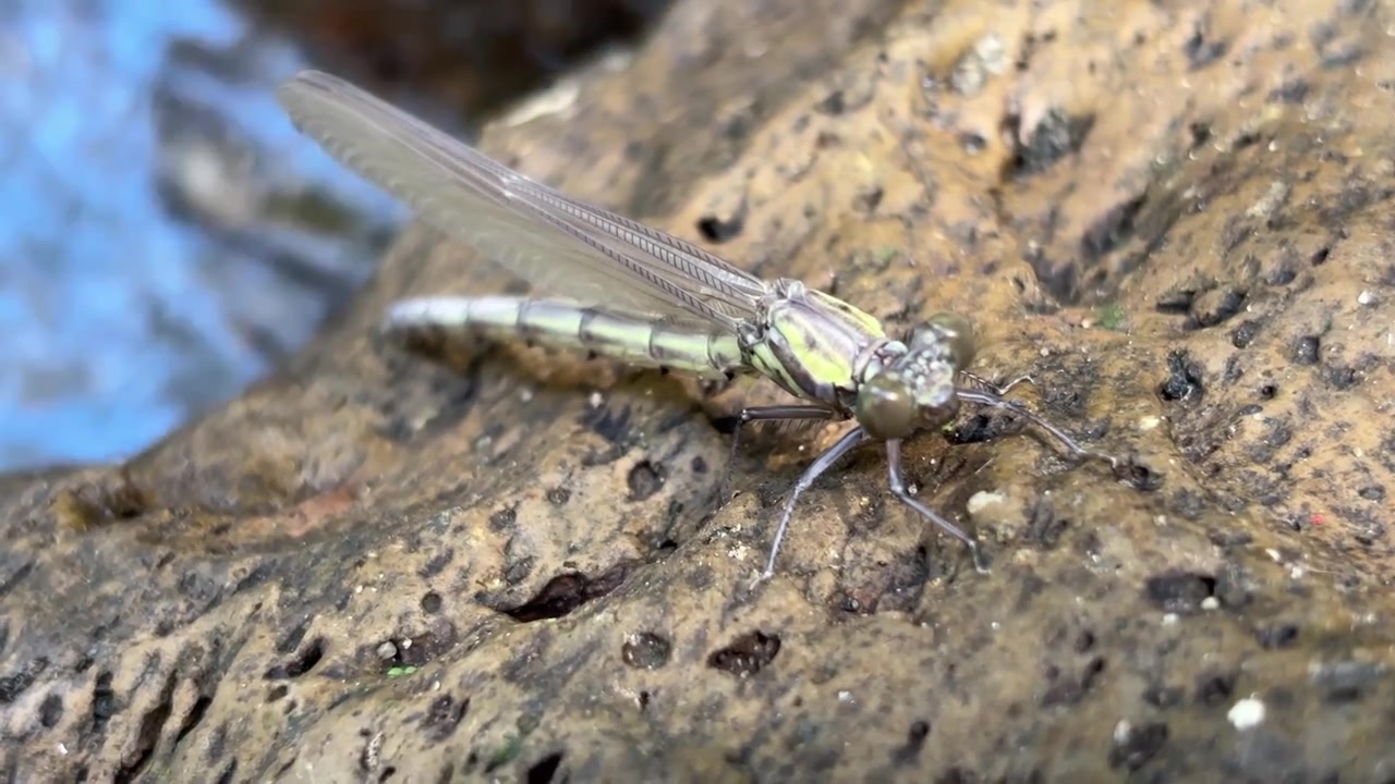 Libellula a riposo su una roccia vicino a un ruscello