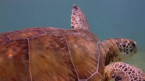 tortuga 14