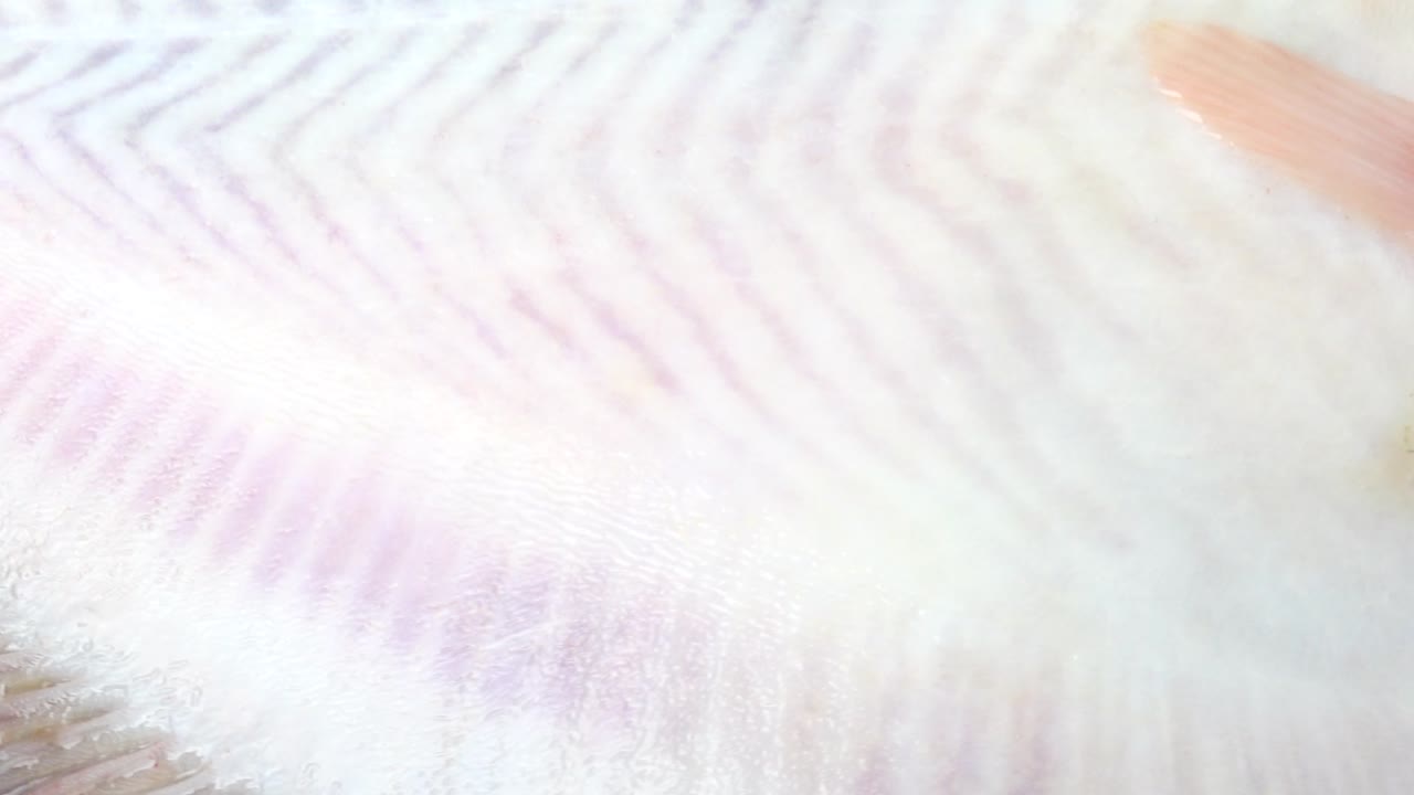 Peixe linguado numa tábua de corte. Filmagem em movimento.