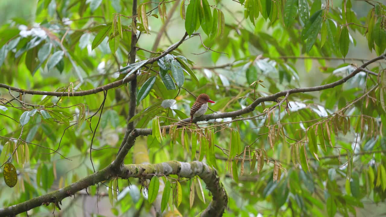 암의 줄이 있는 킹피셔는 잎 사이에 있는 나무에 앉아 평온하게 보입니다.