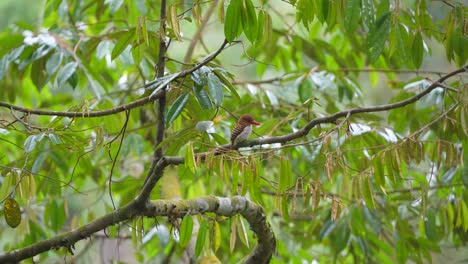 Der-Weibliche-Gebänderte-Eisvogel-Sieht-Ruhig-Aus,-Wenn-Er-Auf-Einem-Baum-Zwischen-Den-Blättern-Thront