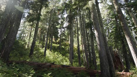 Slow-Moving-Shot-Pushing-Through-a-Subalpine-Forest-with-Sunlight-Beaming