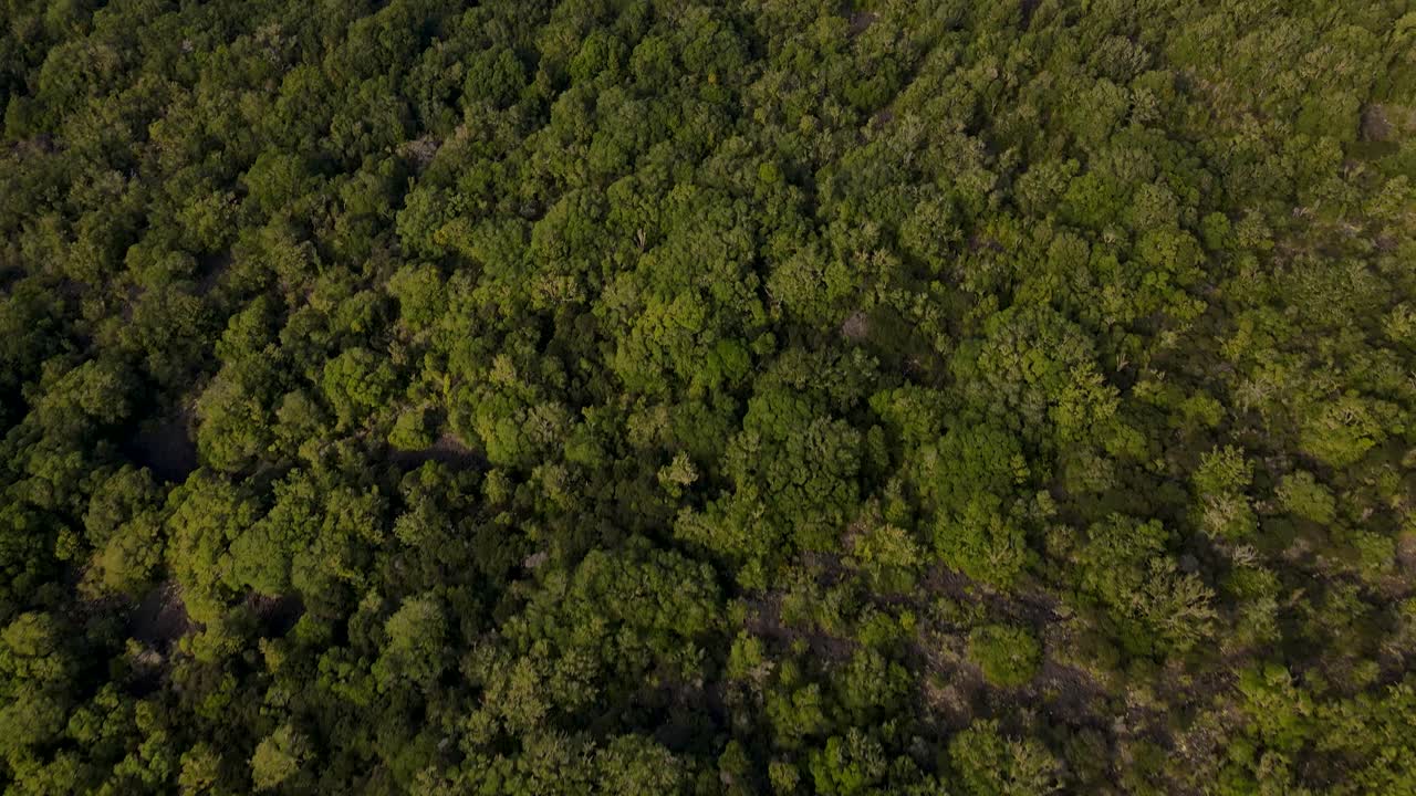 follaje verde exuberante de la isla de rangitoto en nueva zelanda con una foto reveladora de la isla de browns y la costa de auckland en el fondo