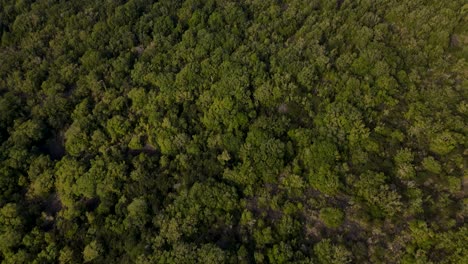 Lush-Green-Foliage-Of-Rangitoto-Island-In-New-Zealand-With-Revealing-Shot-Of-Browns-Island-And-Auckland-Coastline-In-Background