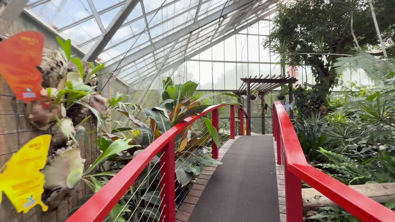 Camera glides along indoor butterfly sanctuary walkway, passing colorful butterfly displays and lush tropical plants