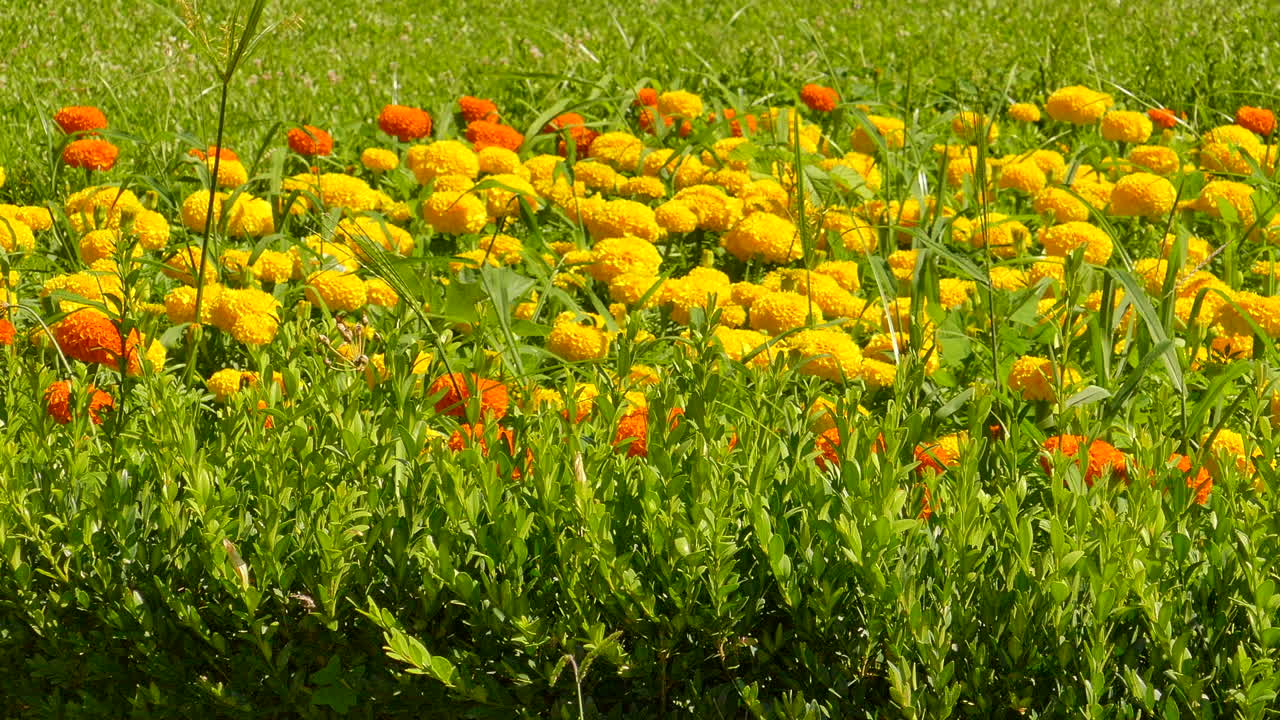 Panoramica orizzontale di un giardino con molti fiori gialli e arancioni