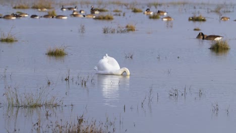 Cisne-Blanco-En-Aguas-Tranquilas-De-La-Llanura-Aluvial,-Aves-Acuáticas-Disfrutando-Del-Húmedo-Paisaje-Invernal-En-El-Reino-Unido