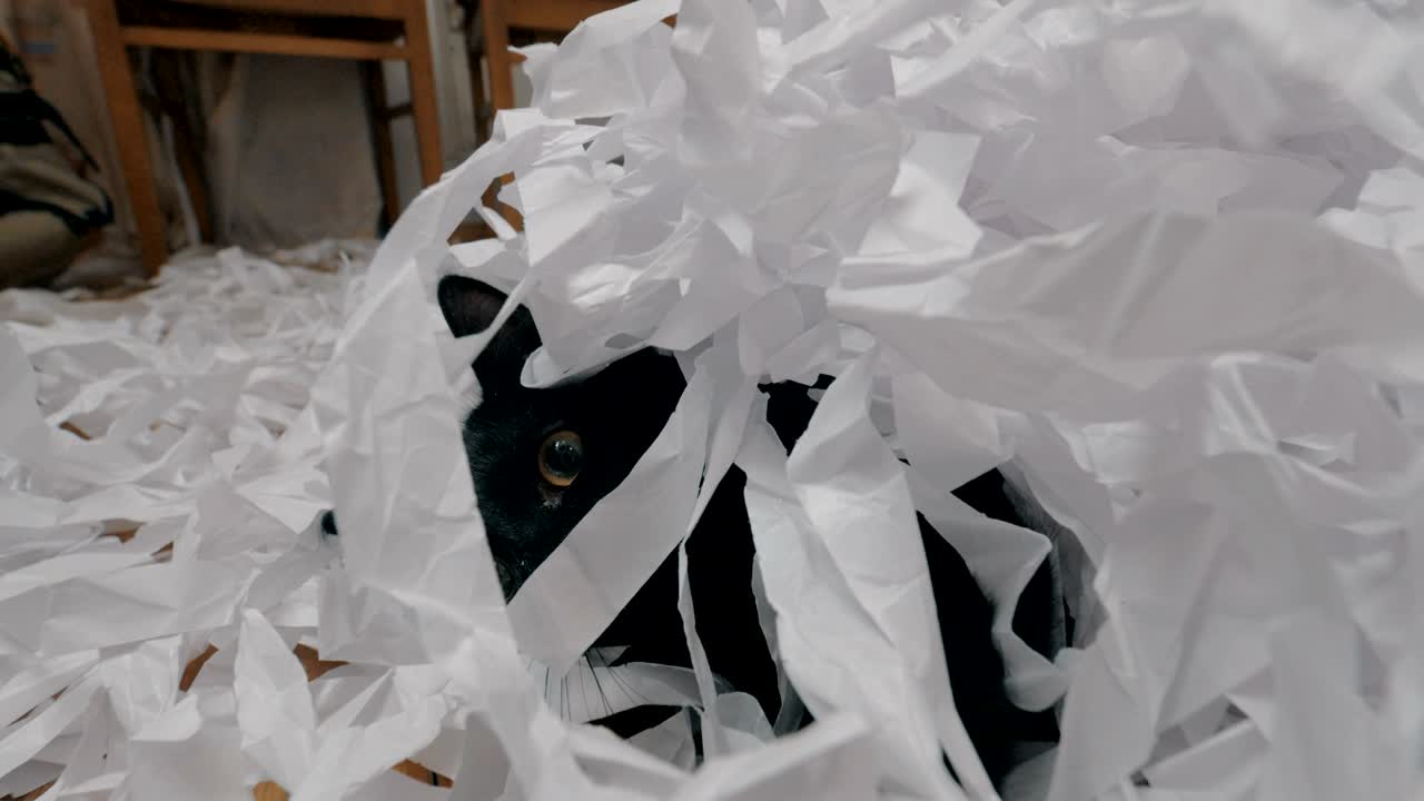 Black cat playing with cut paper