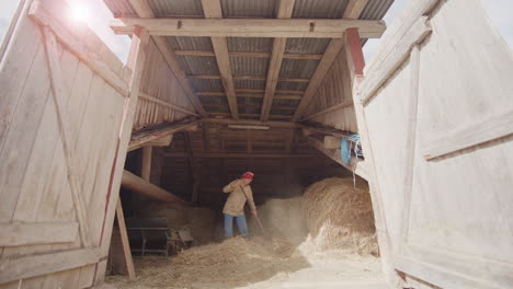 ángulo-Bajo-Ancho---La-Agricultora-En-Un-Granero-Rústico-Toma-Heno-Para-Alimentar-A-Las-Vacas