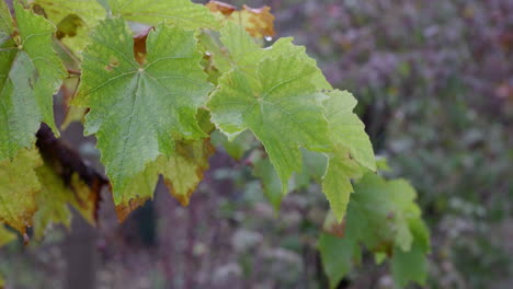 hojas de uvas de otoño en la lluvia