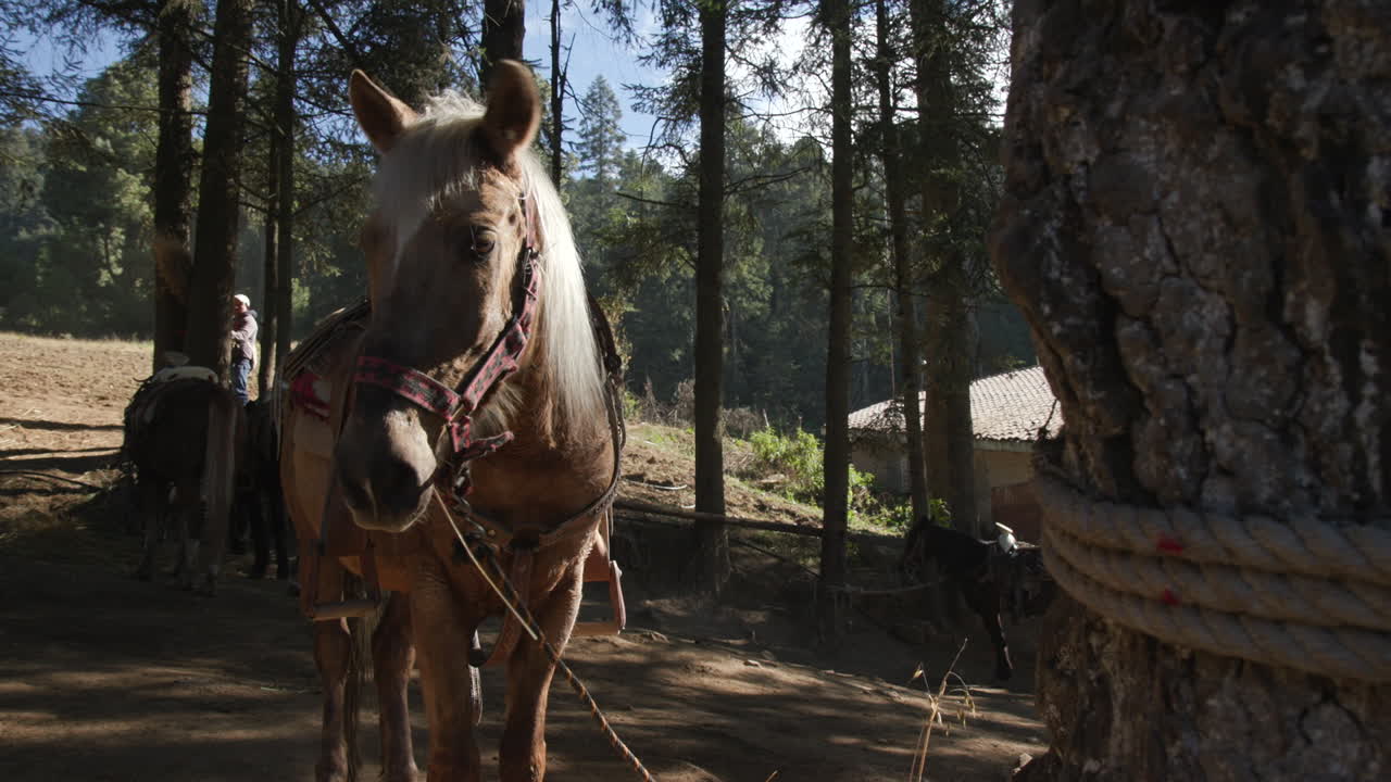 un burro atado a un árbol al comienzo de un sendero de senderismo en méxico
