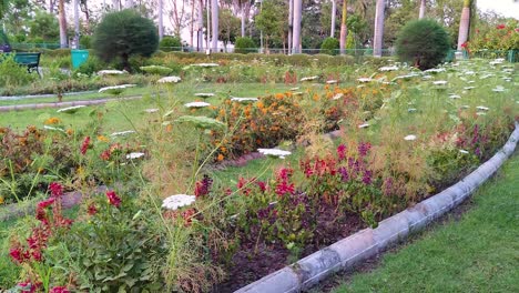 la cámara se acerca a las flores coloridas naturales en un jardín