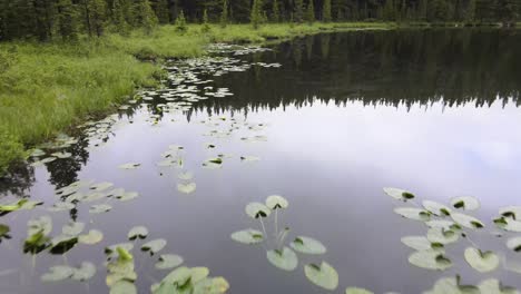 aerial view of lilly pads along the shore of a calm remote lake on a early summer morning in bighorn national forest in wyoming