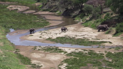 group of five elephants leaves a winding river bed after drinking