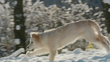 a golden retriever puppy runs through a snowy park. slow motion video