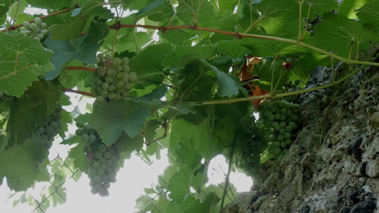 Grapevines growing in a kitchen garden with green, unripe grapes hanging from the vines