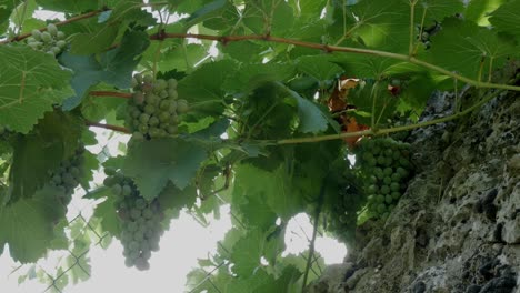 grapevines growing in a kitchen garden with green, unripe grapes hanging from the vines