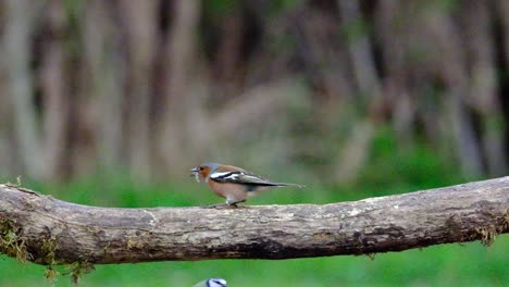 slow motion footage of a male chaffinch from a log in woodland