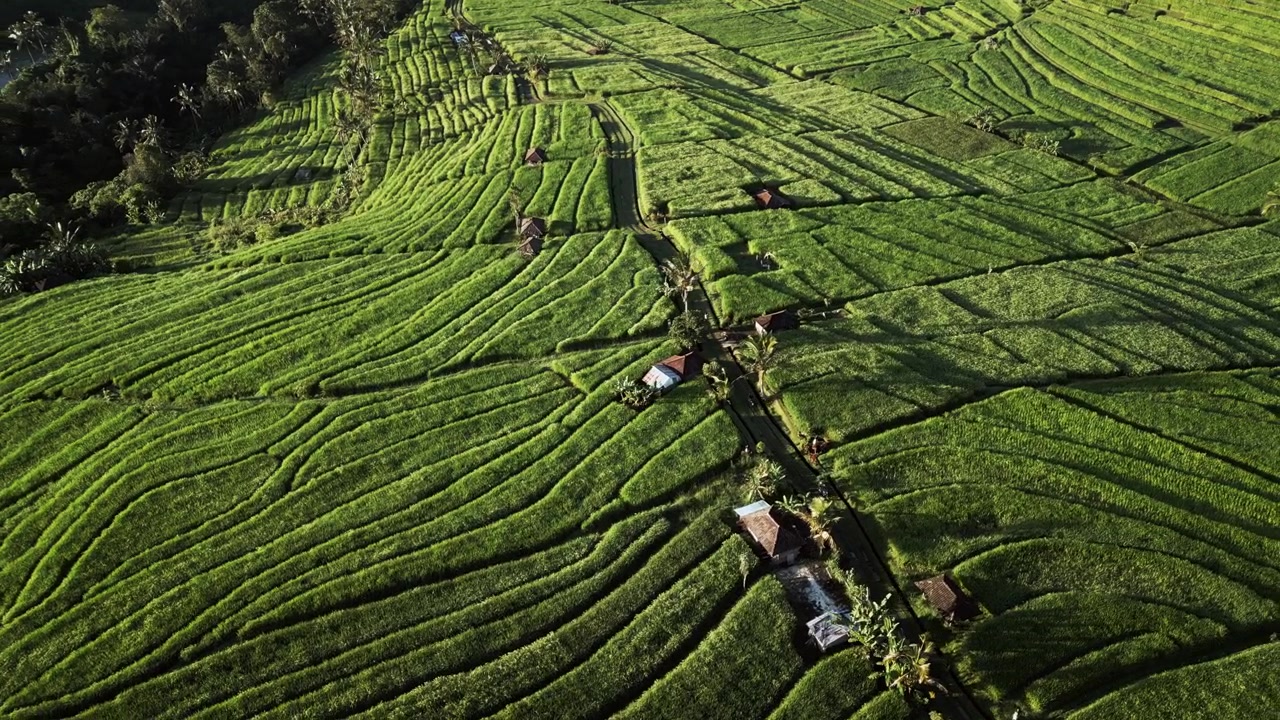 Motociclette che percorrono le vivaci risaie di Jatiluwih lungo tortuose strade rurali tropicali a Bali, illuminate dalla calda luce dorata dell'alba, riprese aeree con drone