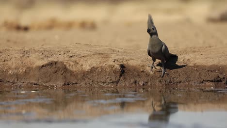 wide shot of a grey go-away bird drinking in golden light, mashatu botswana