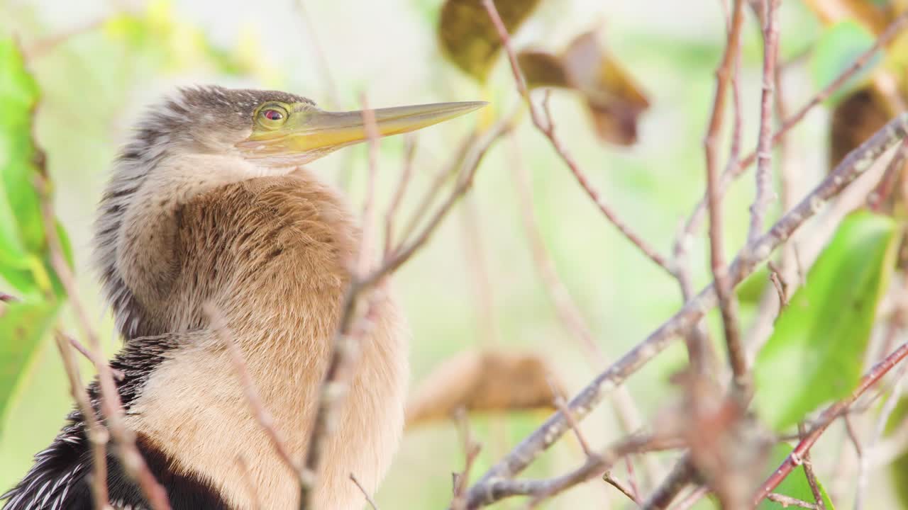 pájaro anhinga en árbol ventoso con follaje de cerca