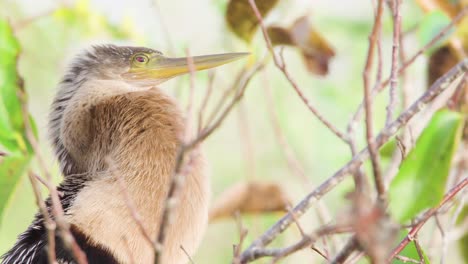 anhinga bird in windy tree with foliage close up