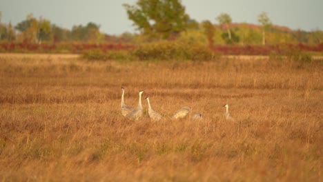 a group of sandhill cranes calls out to one another as the sun sets over a marshland.