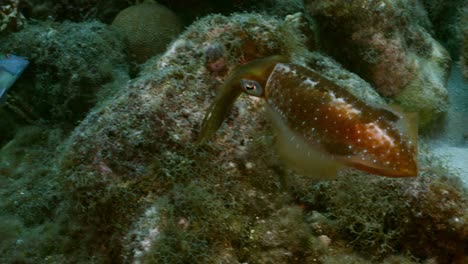 caribbean reef squid in the coral reef of caribbean sea around curacao