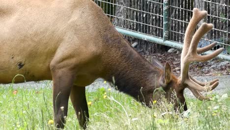 primer plano de alces pastando con chica caminando por la isla de vancouver, canadá