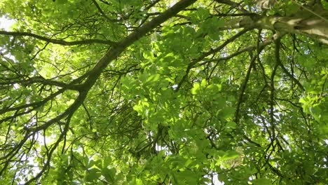 european chestnut tree pan in ground-level shot