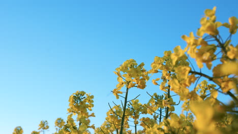 close up shot of waving yellow plants of canola field against blue sky in summer,4k