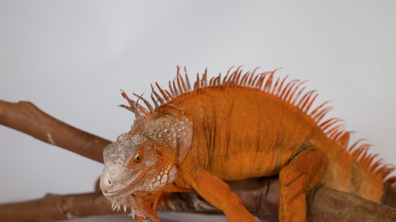 Una iguana naranja vibrante descansa sobre una rama con un fondo de estudio blanco y limpio.