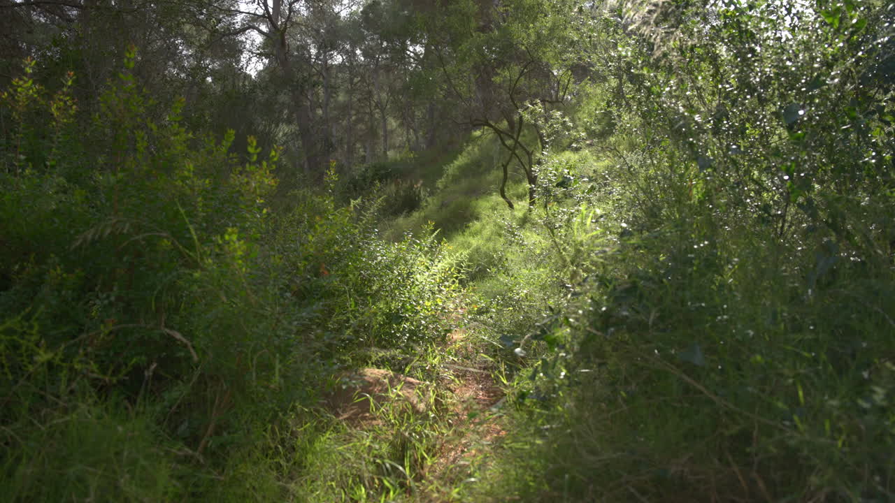 La telecamera avanza lentamente lungo un sentiero nel bosco circondato dalla vegetazione mentre un raggio di sole attraversa la scena.