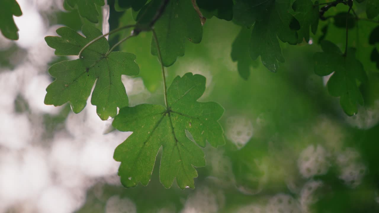 Close-up of Green Maple Leaves