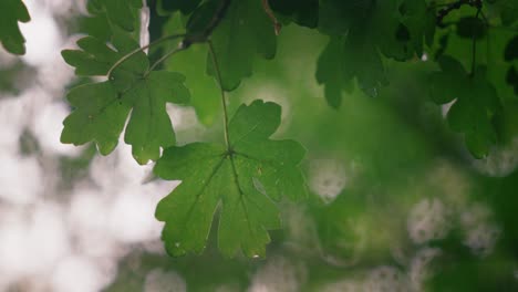 close-up of green maple leaves