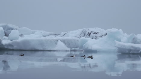 Eider-Ducks-Swimming-In-Cold-Water-Of-Jokulsarlon-Glacier-Lagoon-In-Iceland-With-Iceberg-In-Background