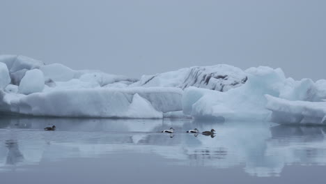 eider ducks swimming in cold water of jokulsarlon glacier lagoon in iceland with iceberg in background