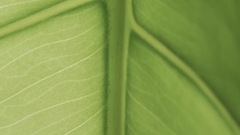 Micro-video-of-close-up-of-green-leaf-with-copy-space