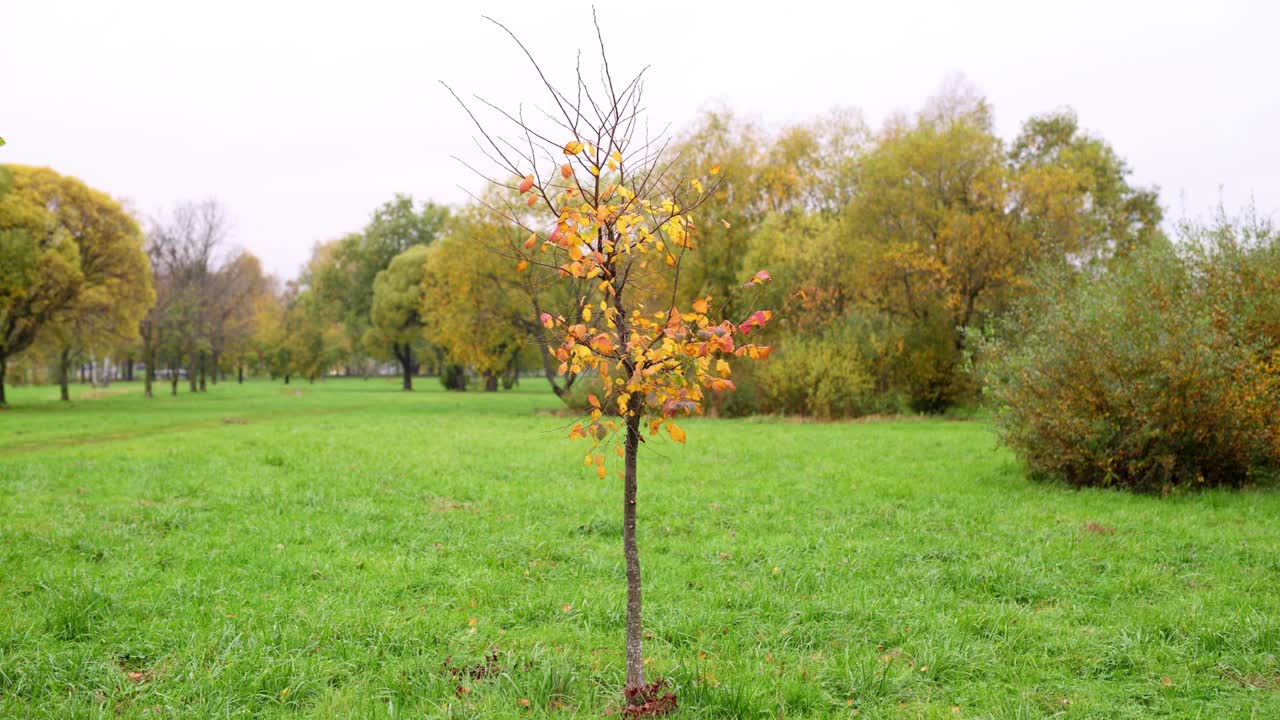 Gele herfstbladeren verdwijnen op kleine boom, time-lapse opname