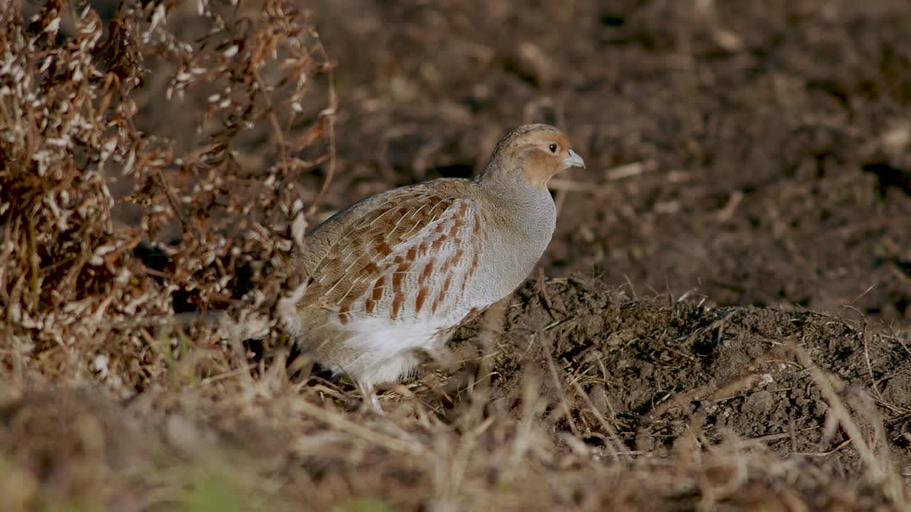 primer plano perfecto de pájaro perdiz gris caminando por la carretera y pradera de hierba alimentándose y escondiéndose