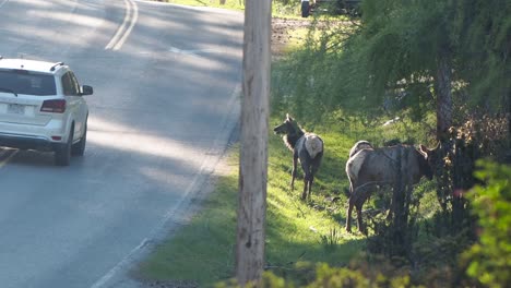 elk on road in small town in british columbia called youbou