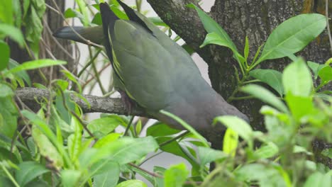 portrait of a pink-necked green pigeon bird resting on a woodland habitat. close-up shot