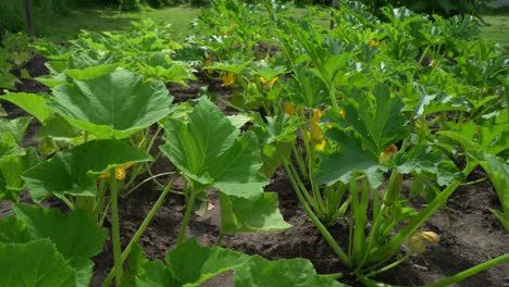 zucchini 或 baby marrow 是夏季的南瓜, 一种葡萄草植物, 它的果实在未成熟的种子和<unk>骨还软而可食用的时候被收获