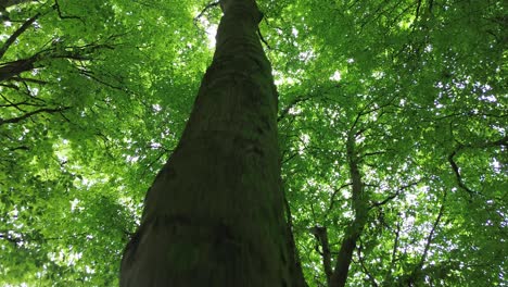 4k30p-drone-aerial-view-forest-tree-trunk-growth-going-up-to-sky-above