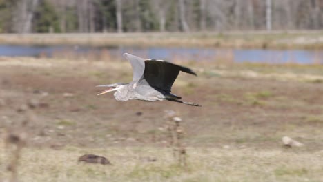 great blue heron flying low slomo sunny day