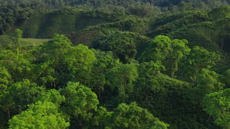 hill valley forest top view with evergreen ecological trees