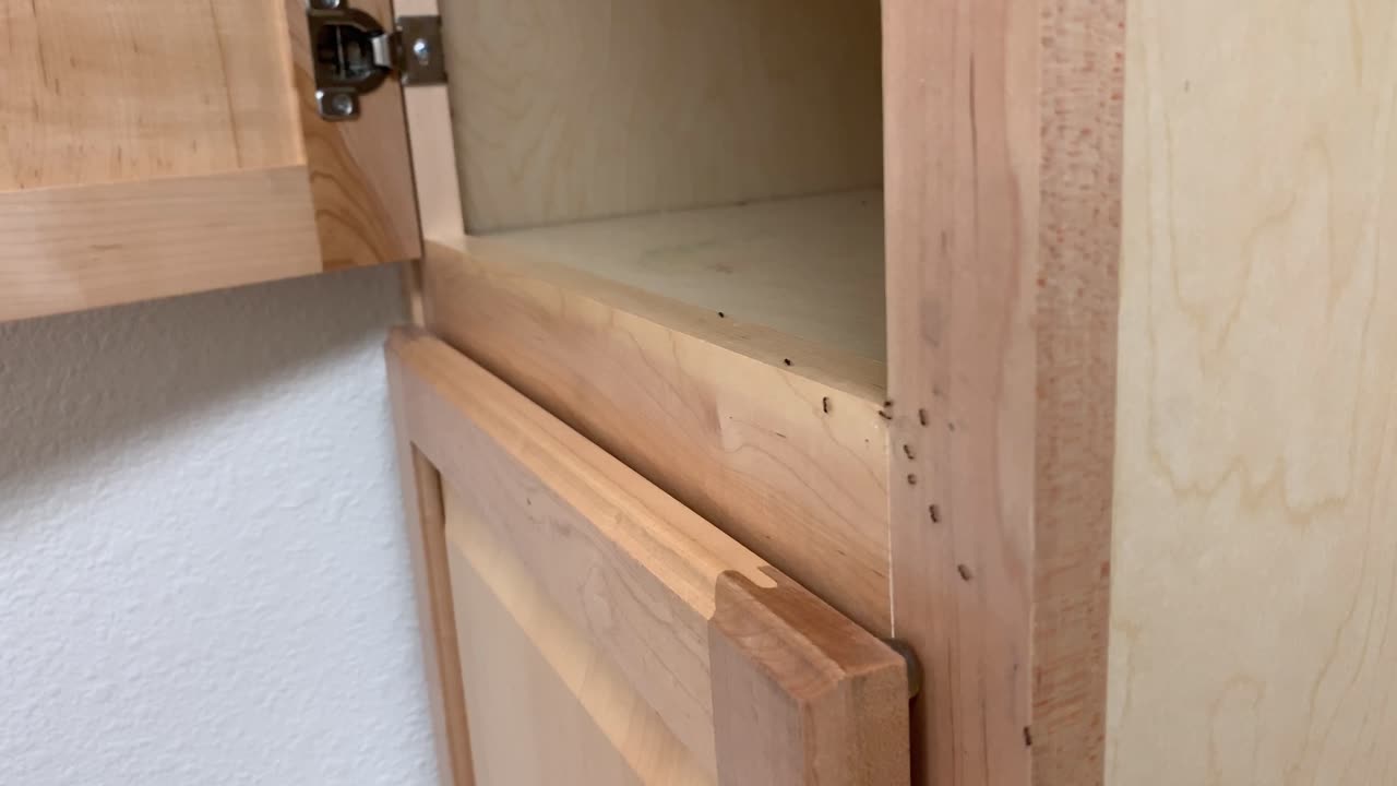 집 주방 안의 캐비을 돌아다니는 개미 한 무리가 멸종되어야 합니다.